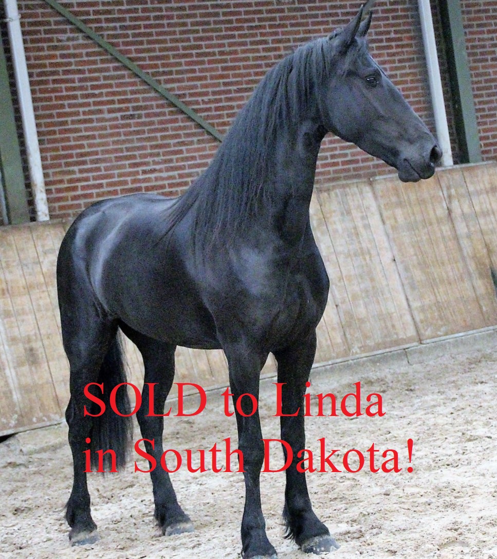 Friesian EMBER - Sold