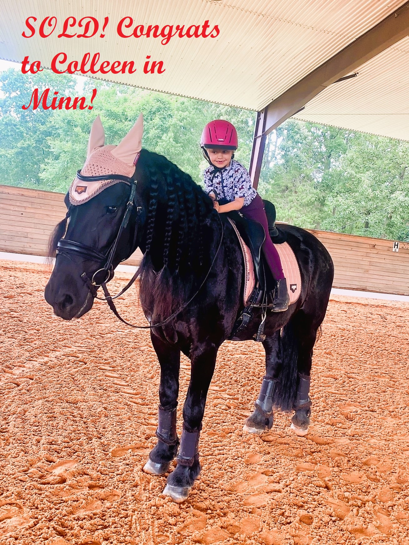 Friesian GERSHON - Sold