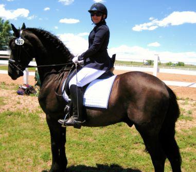 Friesian Izzy - Sold