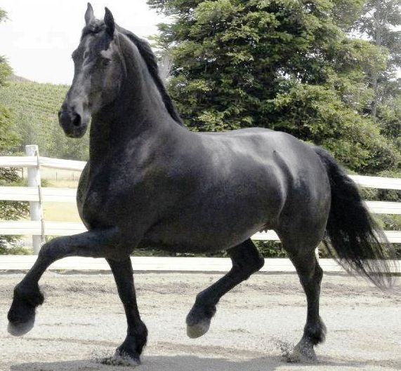 Jadore Friesian Horse For Sale,Best Washing Machines 2020