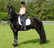 Friesian Jillis STER - Sold