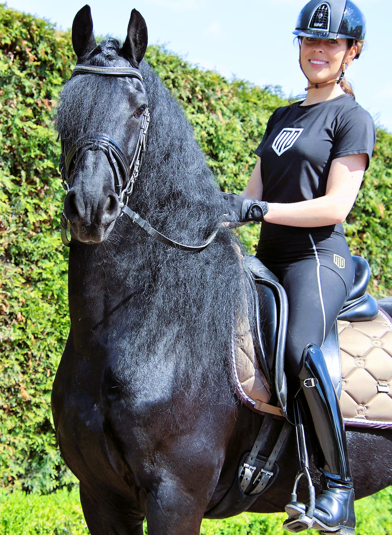 Recently Sold Friesian JULIUS STER 
