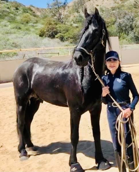 Friesian WOUT STER - Sold