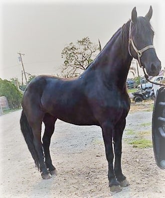 Friesian Bonita S. - Sold