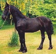 Friesian Marten - Sold