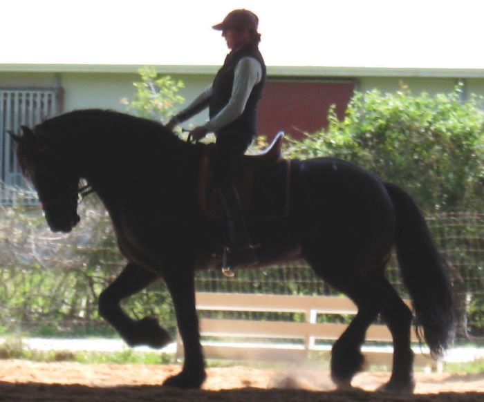Friesian Mindert STER - Sold