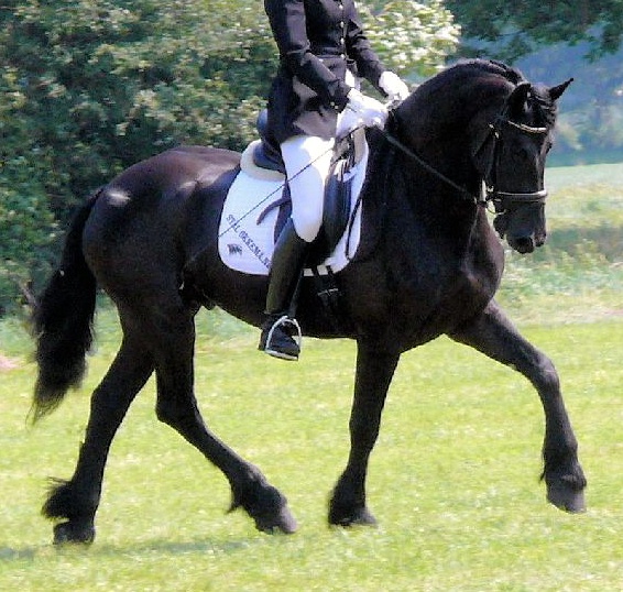 Friesian Minne - Sold