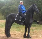 Friesian Nino - Sold