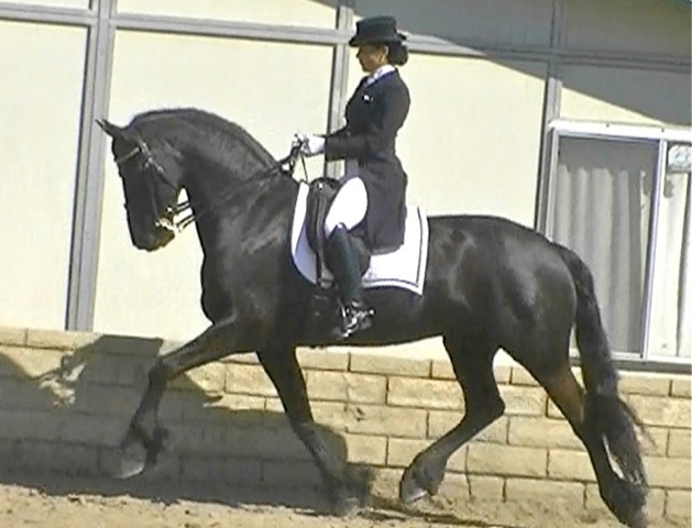 Friesian Norman - Sold