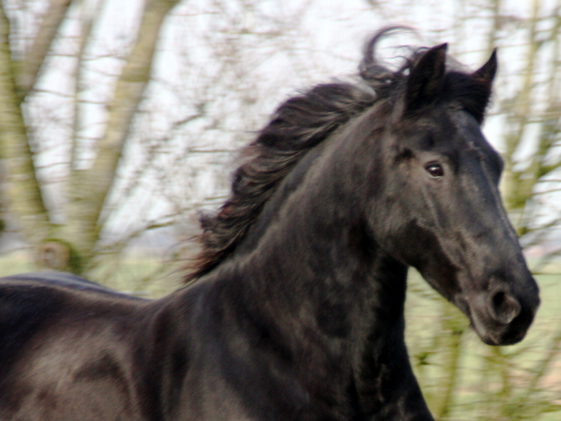 Cover photo of JOY