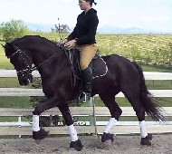 Friesian SIR GALAHAD - Sold