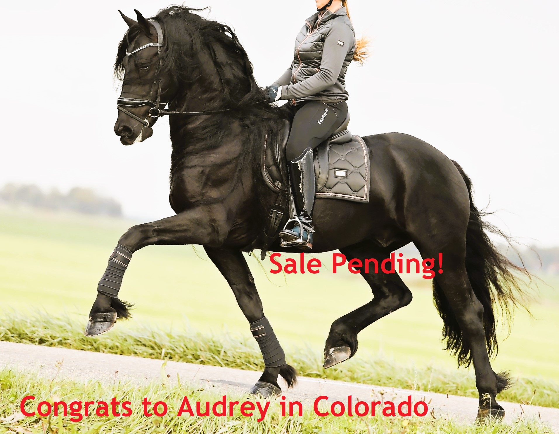 Recently Sold Friesian RONAN STER SPORT 