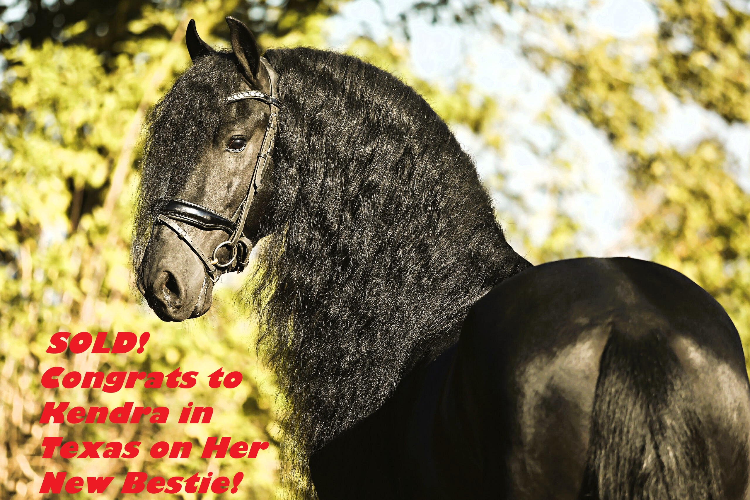 Recently Sold Friesian ORION Veenenhof 