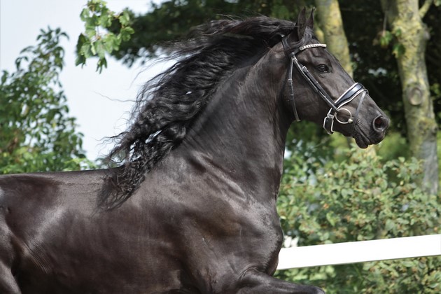 Friesian horse cover photo of Tahari BSF