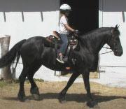 Friesian Tamke - Sold