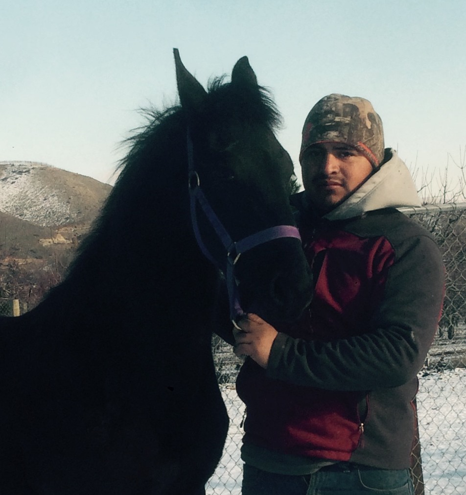 Friesian TEDI - Sold