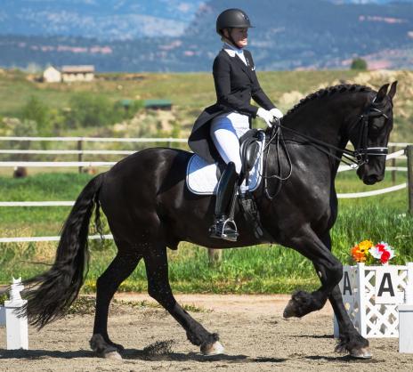 View Friesian horse purchasing details for Jillis