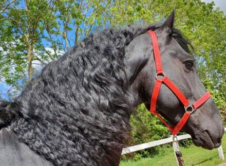 View Friesian horse purchasing details for Cru