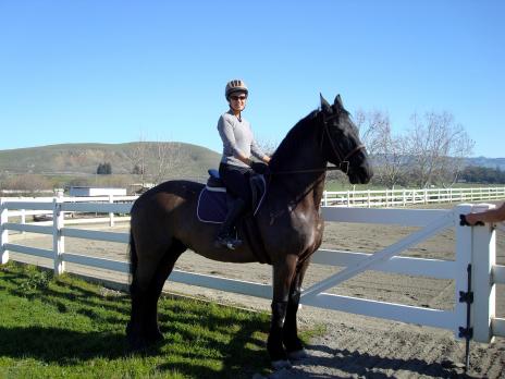 View Friesian horse purchasing details for WYBREN STER