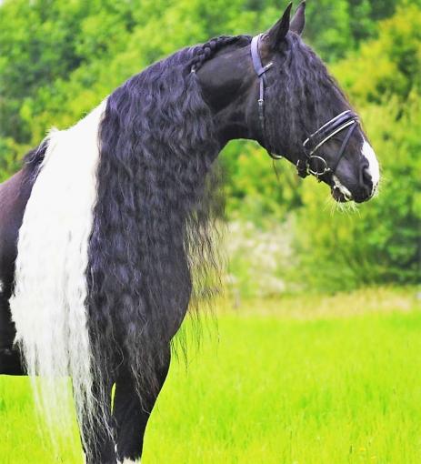 View Friesian horse purchasing details for Calvijn BP 39