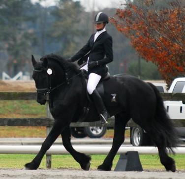 View Friesian horse purchasing details for Bauke T