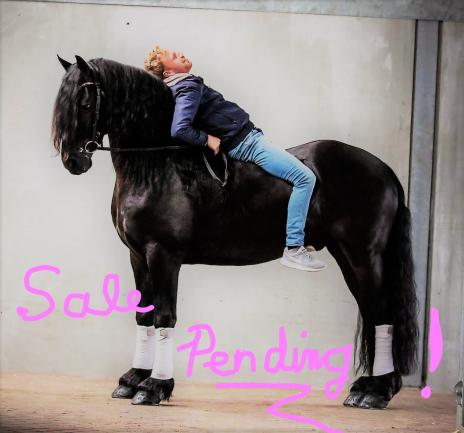 View Friesian horse purchasing details for BECKHAM BSF