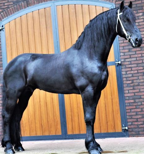 View Friesian horse purchasing details for Phryso STER and SPORT