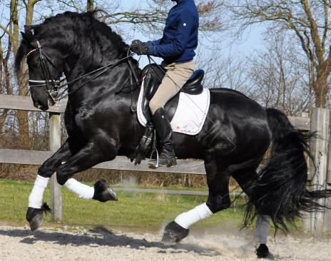 View Friesian horse purchasing details for Athens STER 