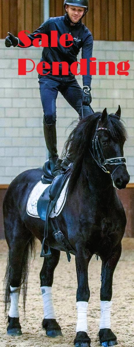 View Friesian horse purchasing details for DAIRE STER
