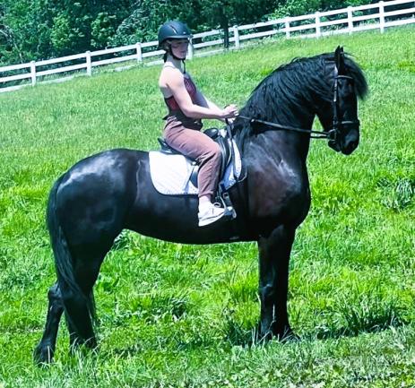 View Friesian horse purchasing details for Winnie