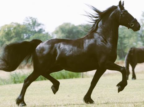 View Friesian horse purchasing details for GEMMA