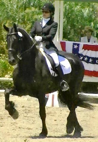 View Friesian horse purchasing details for Jesse van de Deedyk