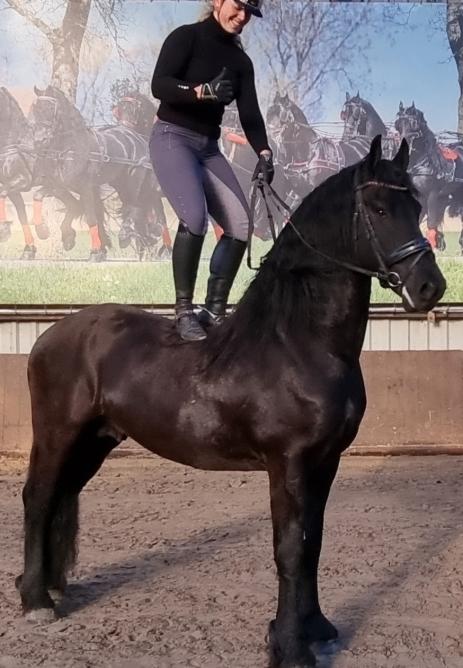 View Friesian horse purchasing details for HUXLEY AA