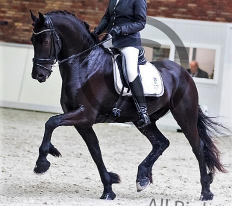 View Friesian horse purchasing details for Norbit SPORT