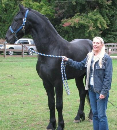 View Friesian horse purchasing details for Chevy