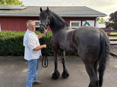 View Friesian horse purchasing details for ARTURO