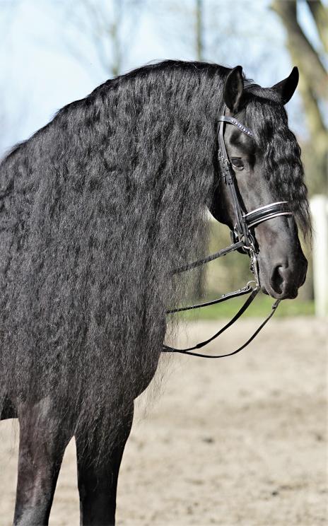 View Friesian horse purchasing details for Pinot Noir STER SPORT