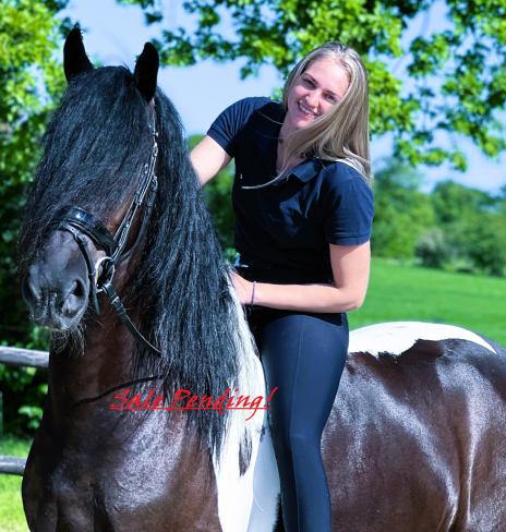 View Friesian horse purchasing details for JAD