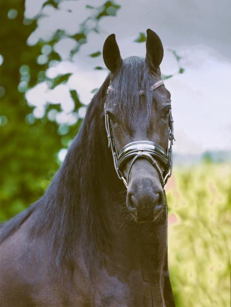 View Friesian horse purchasing details for LUNA