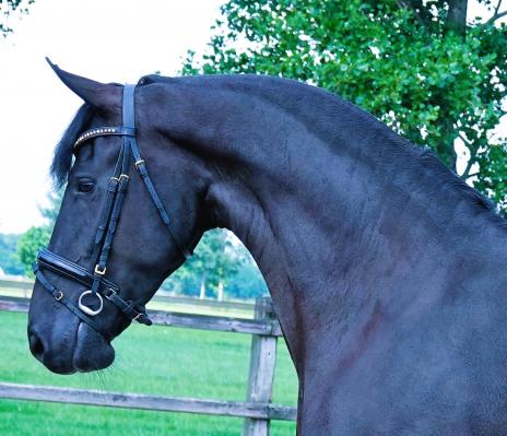 View Friesian horse purchasing details for Lys