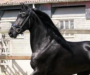 Horse Photo