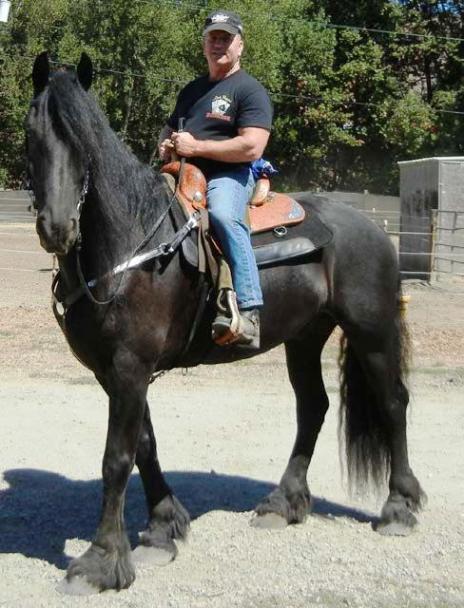 View Friesian horse purchasing details for MALIBU