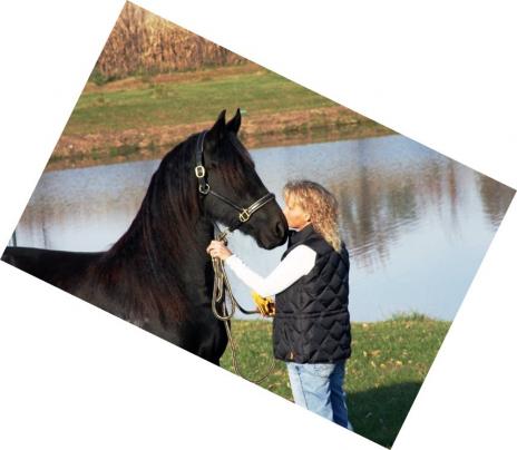View Friesian horse purchasing details for Novella