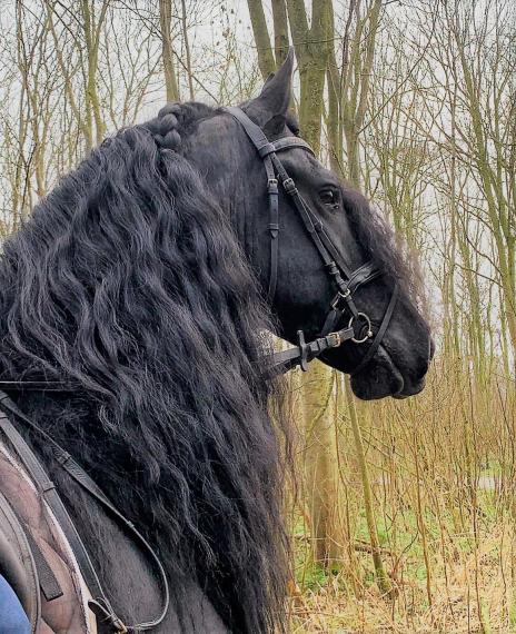 View Friesian horse purchasing details for BRUTUS