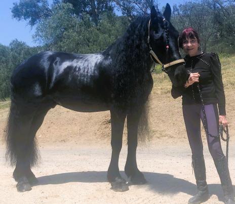 View Friesian horse purchasing details for JORT O. STER & SPORT