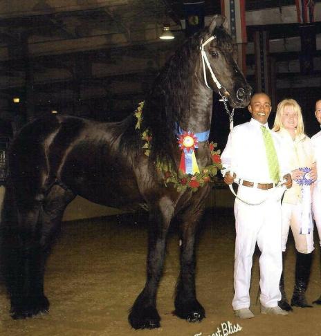 View Friesian horse purchasing details for Bolero