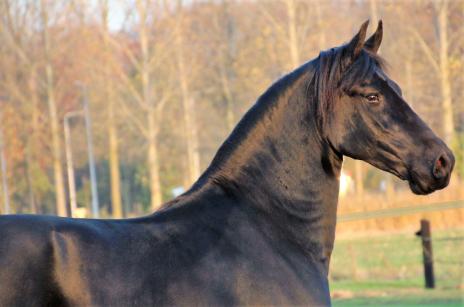 View Friesian horse purchasing details for ANAIS
