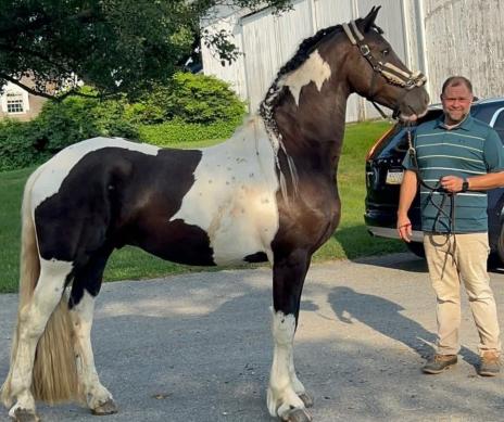 View Friesian horse purchasing details for Adonis de Ravello