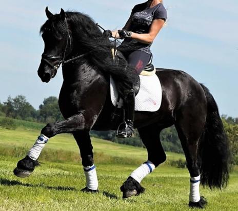 View Friesian horse purchasing details for Thiago