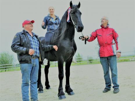 View Friesian horse purchasing details for Alec STER